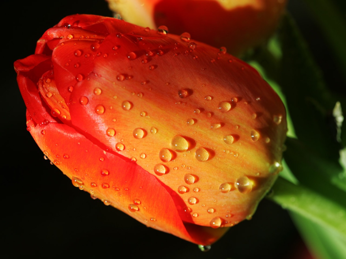 وردة التوليب Flower-tulip-water-drop2